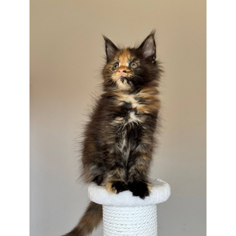 Maine Coon NOV Oriko