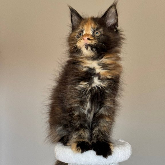 Maine Coon NOV Oriko