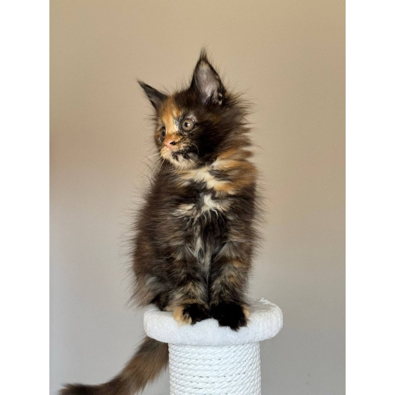 Maine Coon NOV Oriko