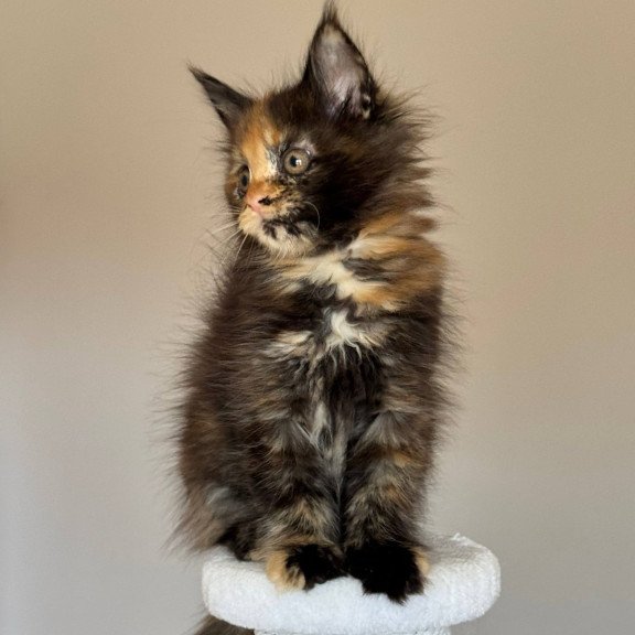 Maine Coon NOV Oriko