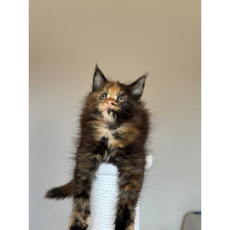 Maine Coon NOV Oriko