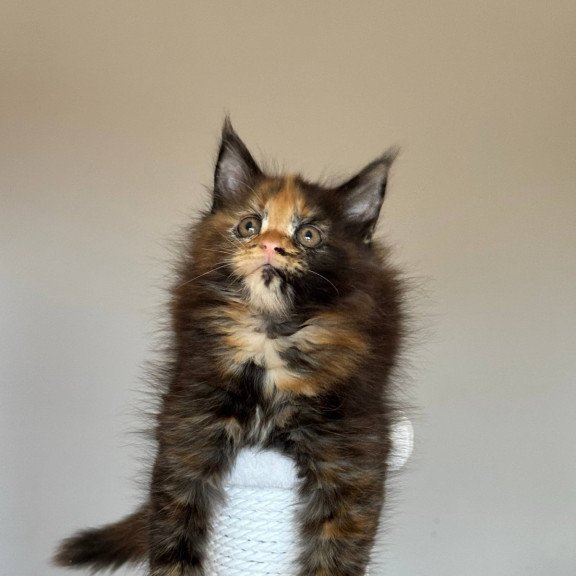 Maine Coon NOV Oriko