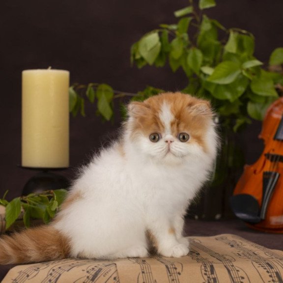 Persian NOV Sherlock