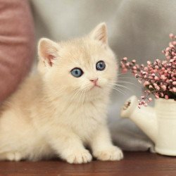 British A Billi