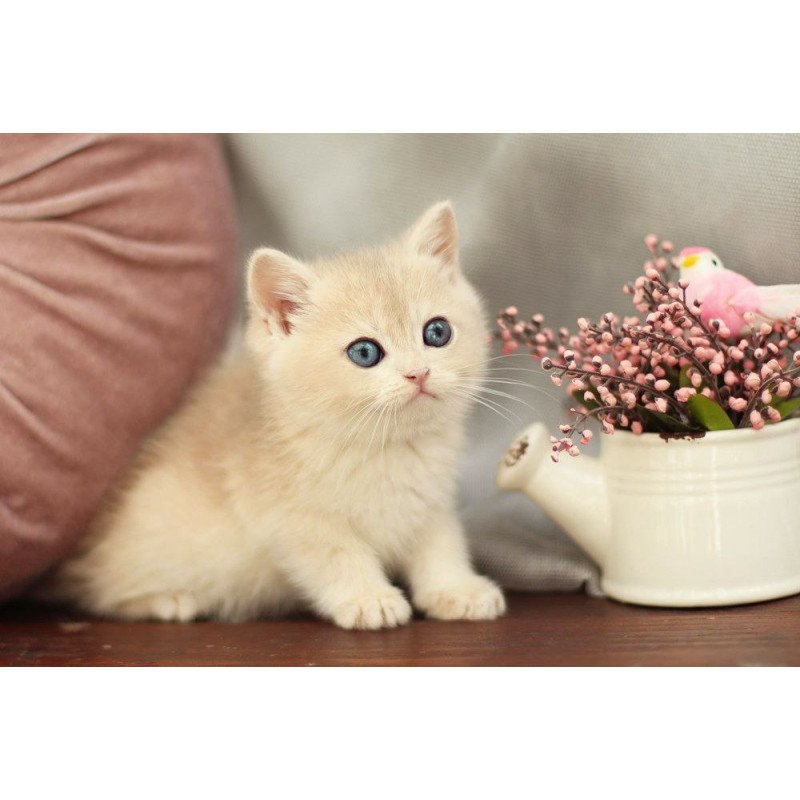 British A Billi
