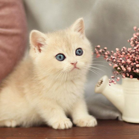 British A Billi