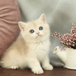 British A Billi