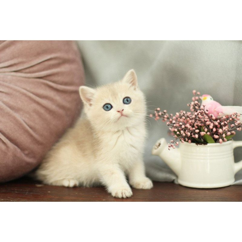 British A Billi