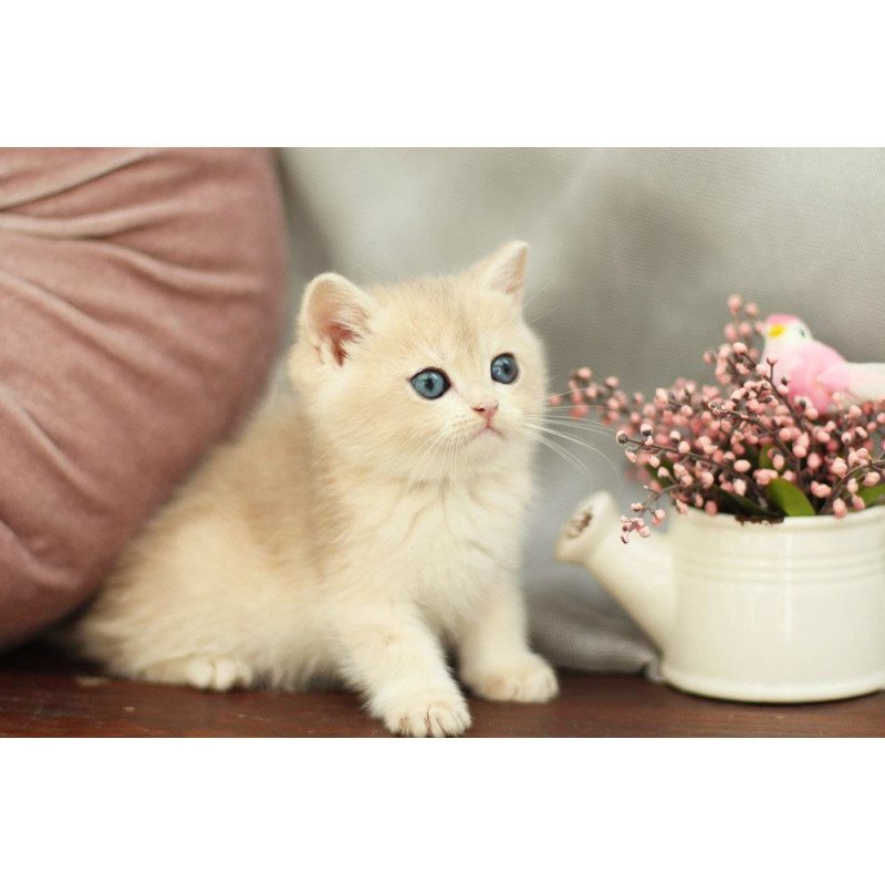 British A Billi