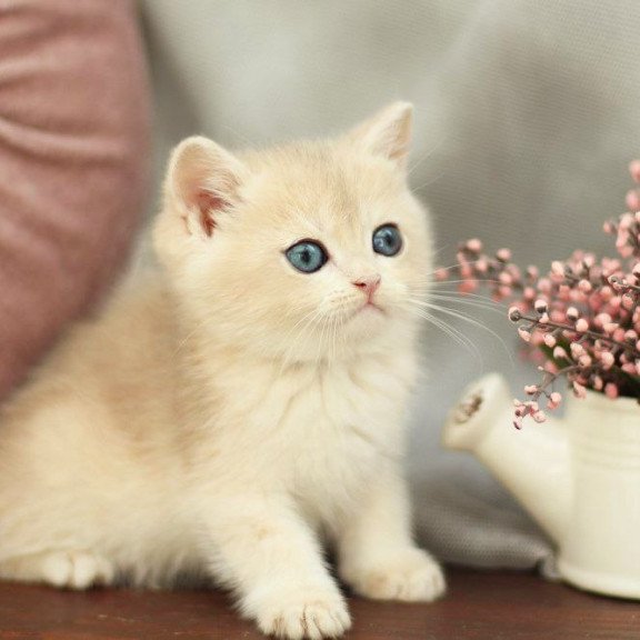 British A Billi