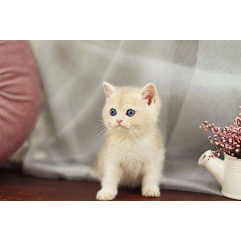 British A Billi