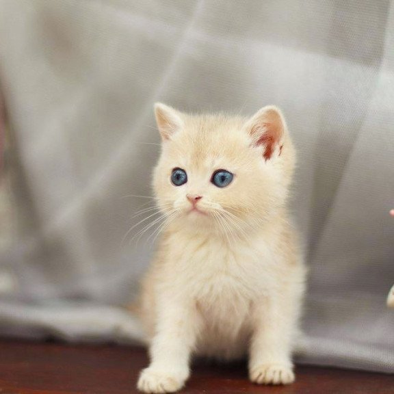 British A Billi