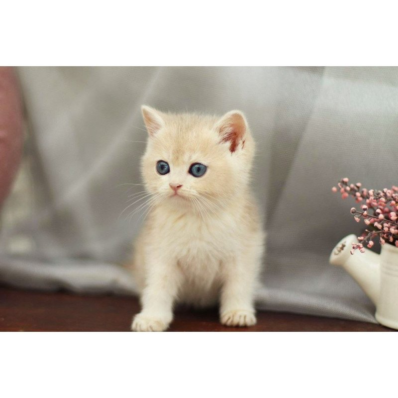 British A Billi