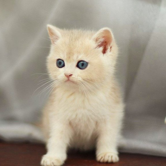 British A Billi