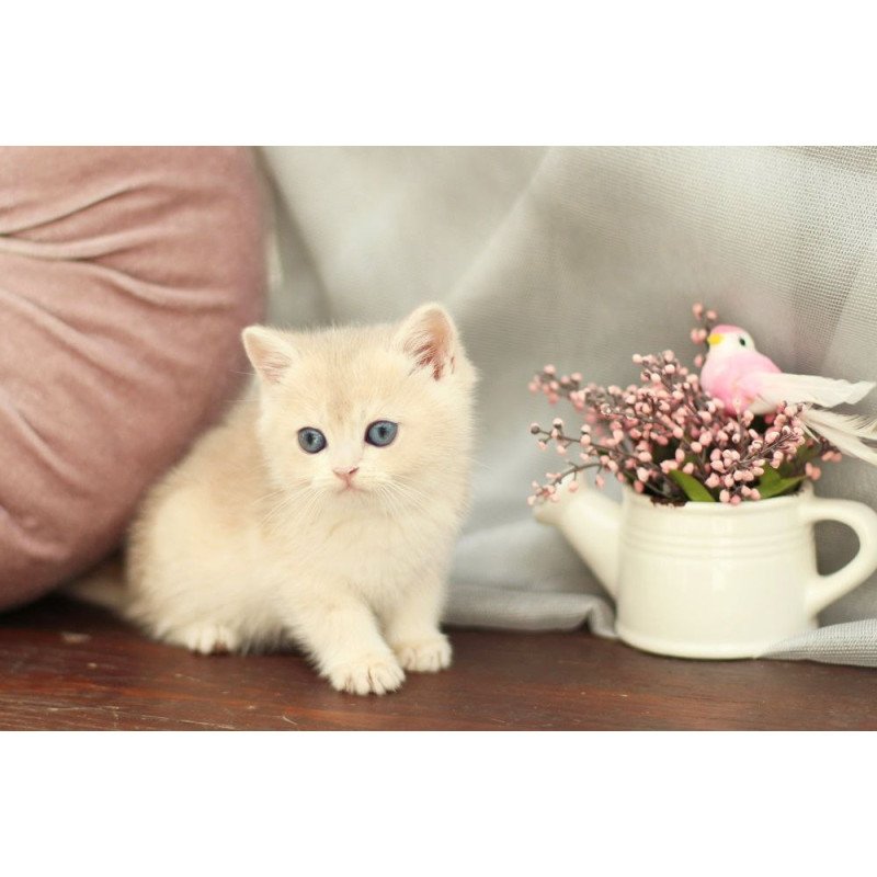 British A Billi