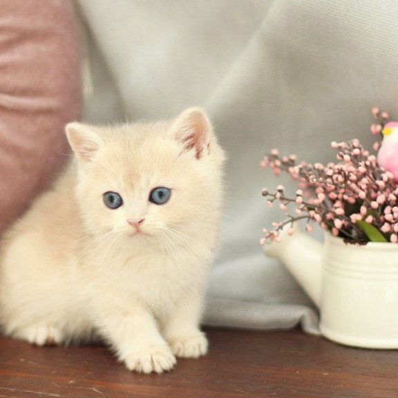 British A Billi