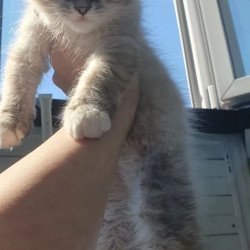 Siberian REZ Fabian