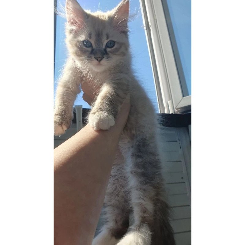 Siberian REZ Fabian