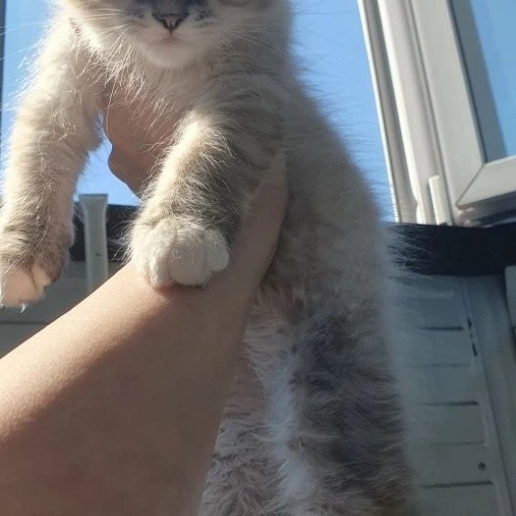 Siberian REZ Fabian