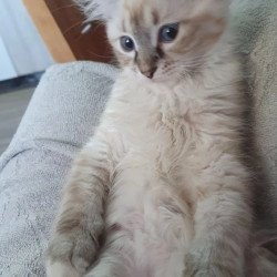 Siberian REZ Fabian