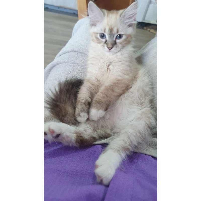 Siberian REZ Fabian