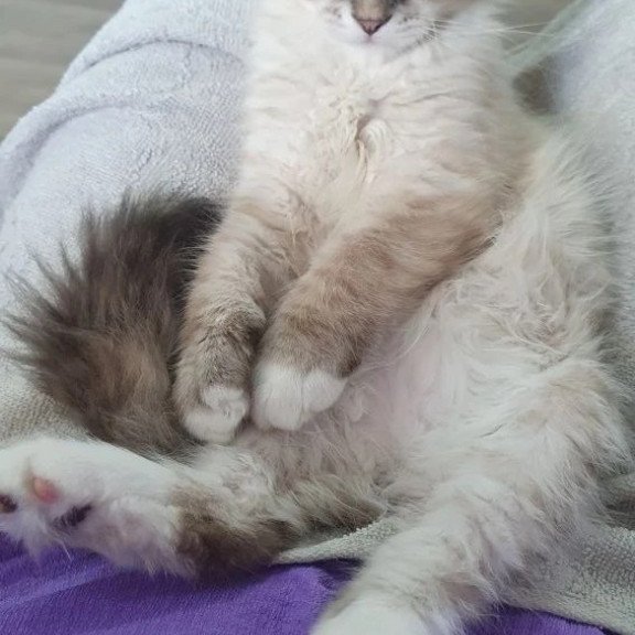 Siberian REZ Fabian