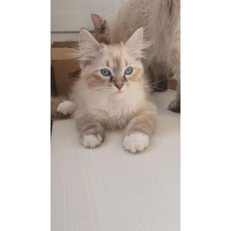 Siberian REZ Fabian