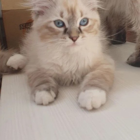 Siberian REZ Fabian