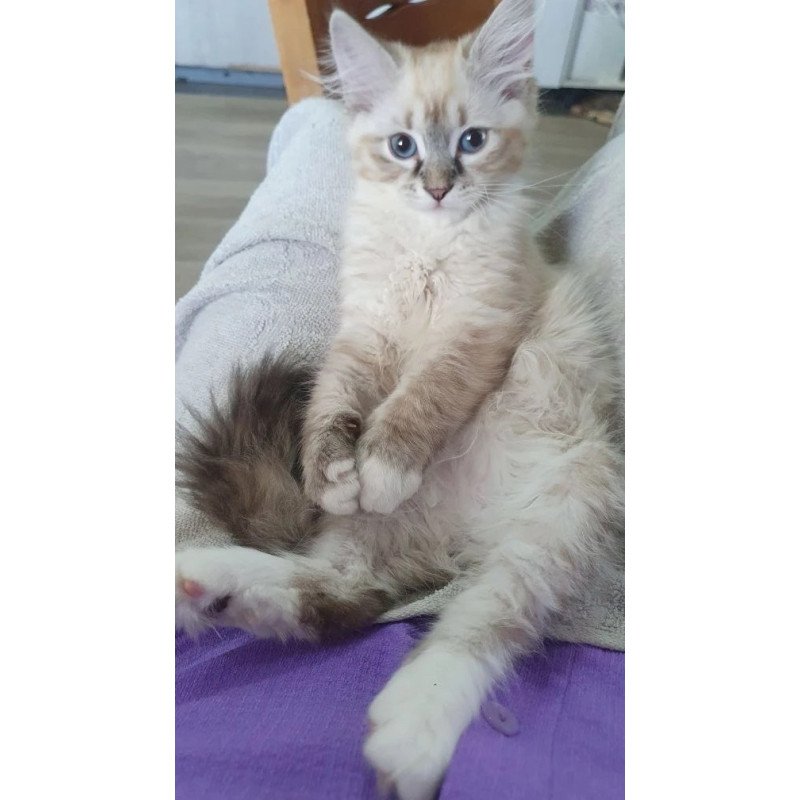 Siberian REZ Fabian