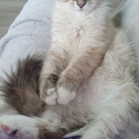 Siberian REZ Fabian