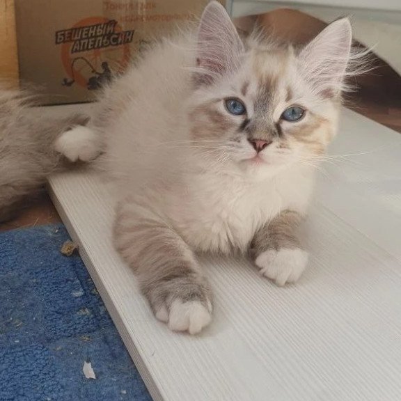 Siberian REZ Fabian
