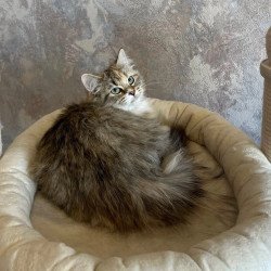 Siberian REZ Vinona