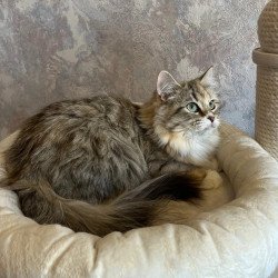 Siberian REZ Vinona