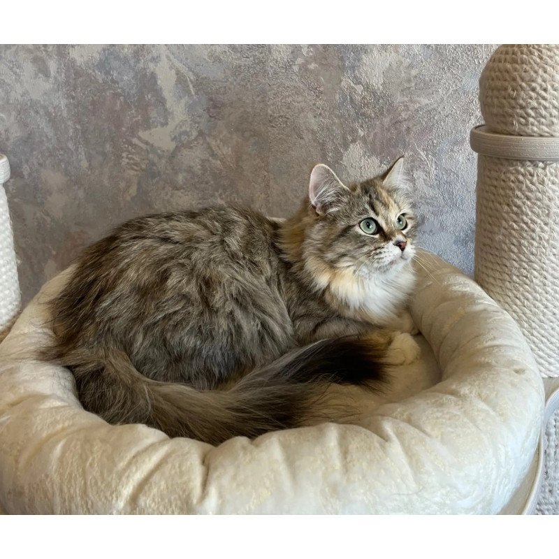 Siberian REZ Vinona