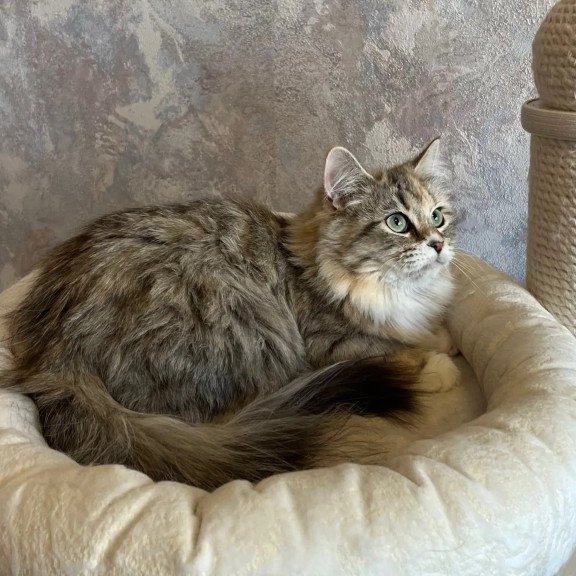 Siberian REZ Vinona