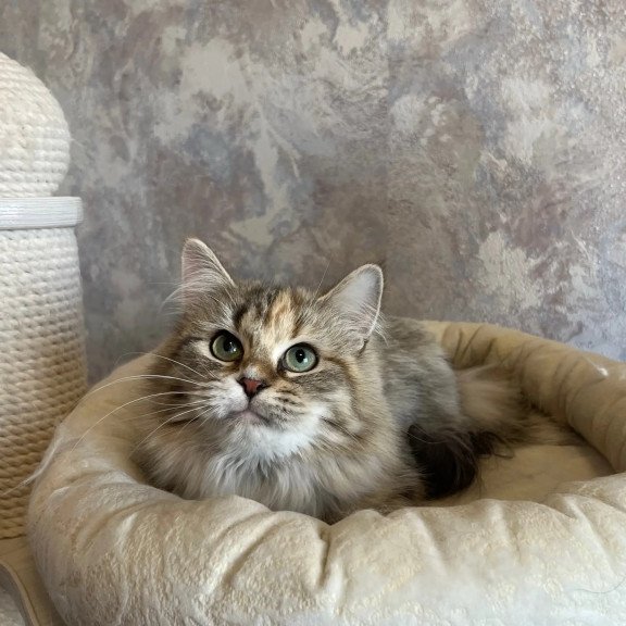 Siberian REZ Vinona