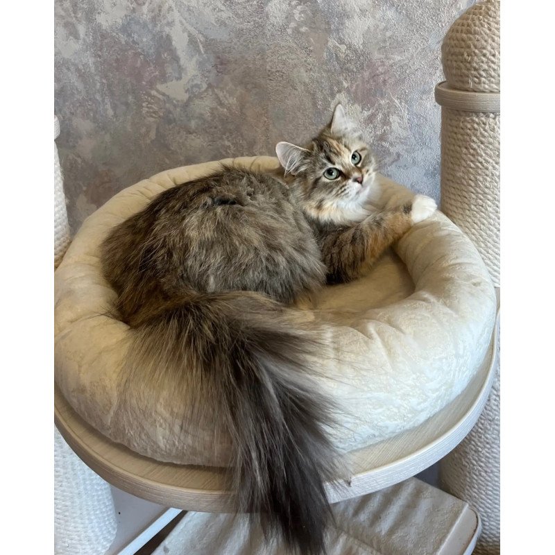 Siberian REZ Vinona
