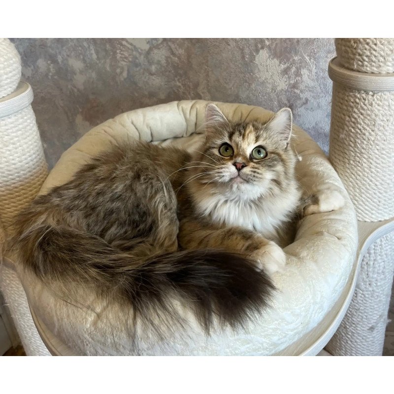 Siberian REZ Vinona