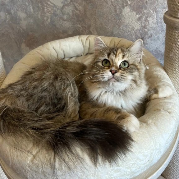 Siberian REZ Vinona