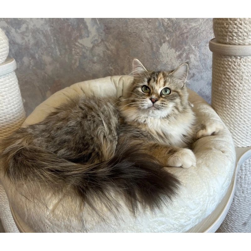 Siberian REZ Vinona