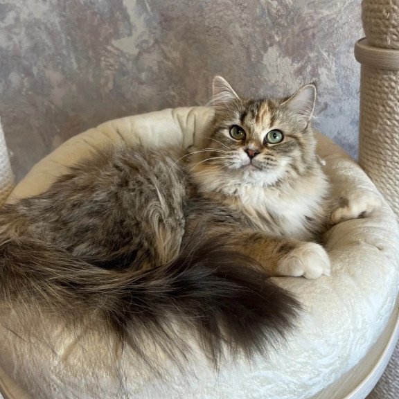 Siberian REZ Vinona
