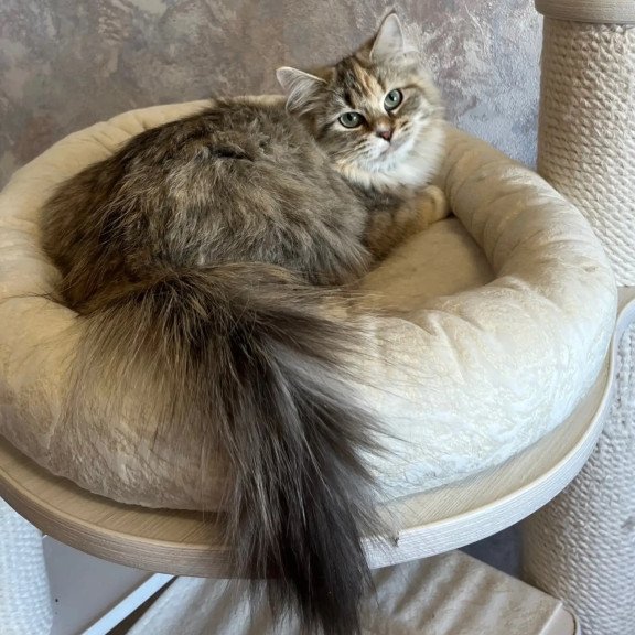 Siberian REZ Vinona