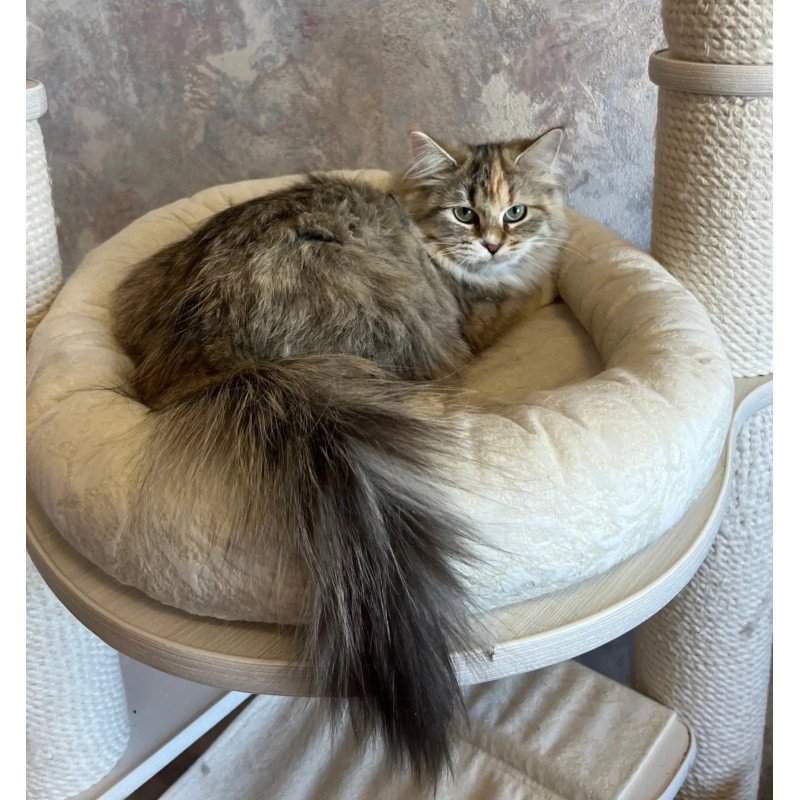 Siberian REZ Vinona