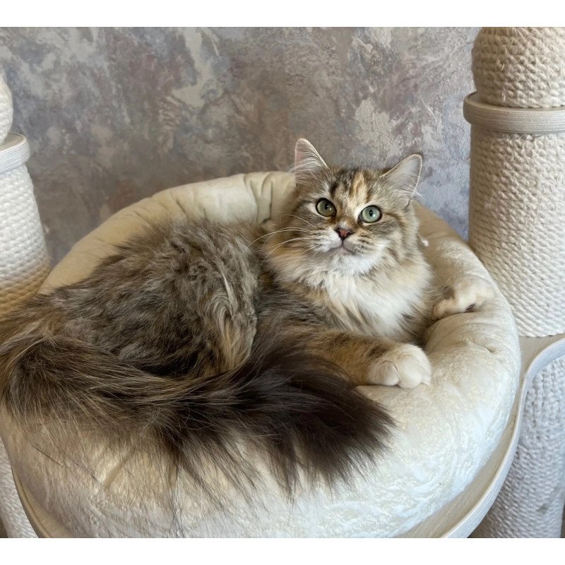 Siberian REZ Vinona