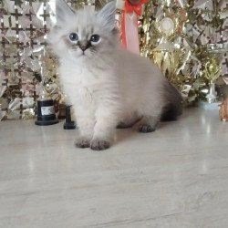 Siberian REZ Holli