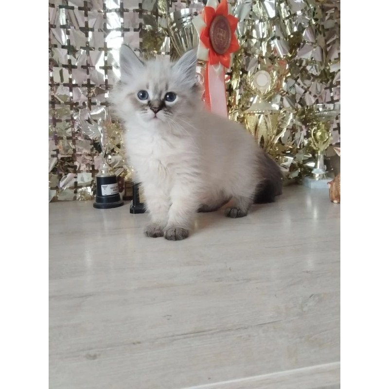 Siberian REZ Holli