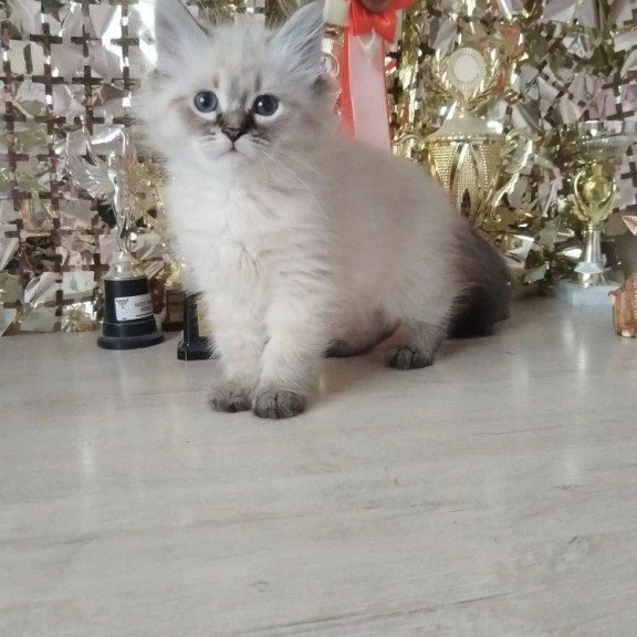 Siberian REZ Holli