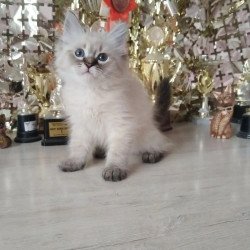 Siberian REZ Holli