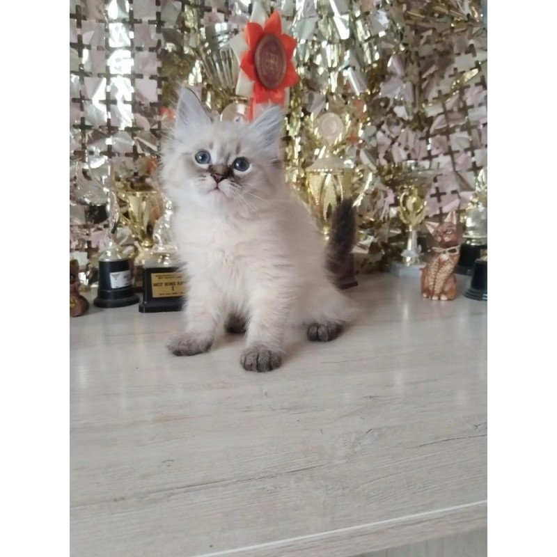 Siberian REZ Holli