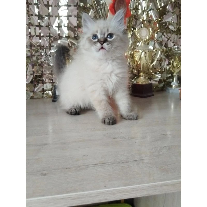 Siberian REZ Holli